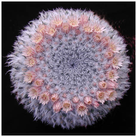 156_mammillaria_sempervivi