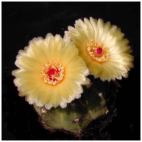 180notocactus_campestris - Plante Cactaceae