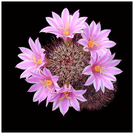 192_mammillaria_shurliana - Plante Cactaceae