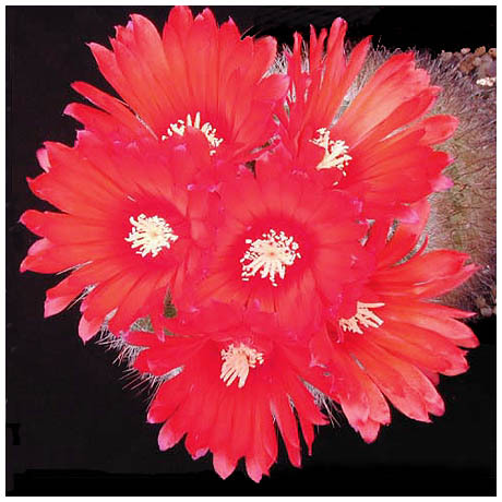 207_parodia_sp - Plante Cactaceae