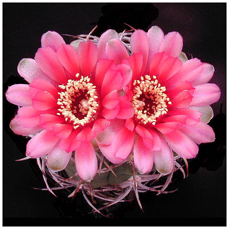 251_gymnocalycium_carminanthum - Plante Cactaceae