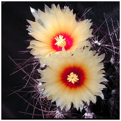 255_astrophytum_senile