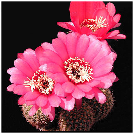 262_helianthocereus_huascha_var_rubriflorus