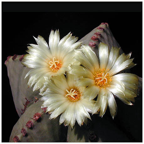 264_astrophytum_myriostigma_var_nudum