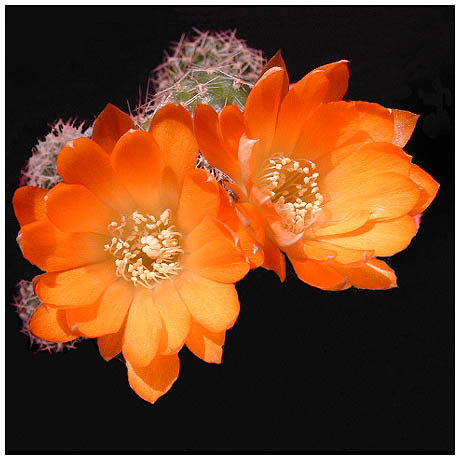 265_cylindrorebutia_einsteinii