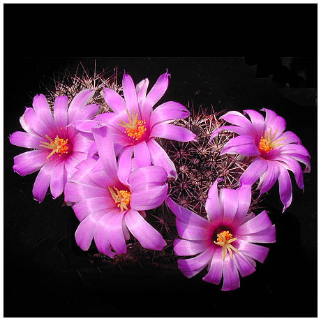 276_bartschella_schumanii