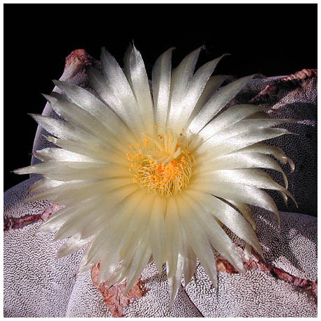 283astrophytum_myriostigma - Plante Cactaceae