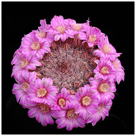 346Krainzia_longiflora - Plante Cactaceae
