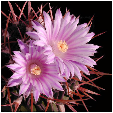 367echinofossulocactus_debilispinus - Plante Cactaceae
