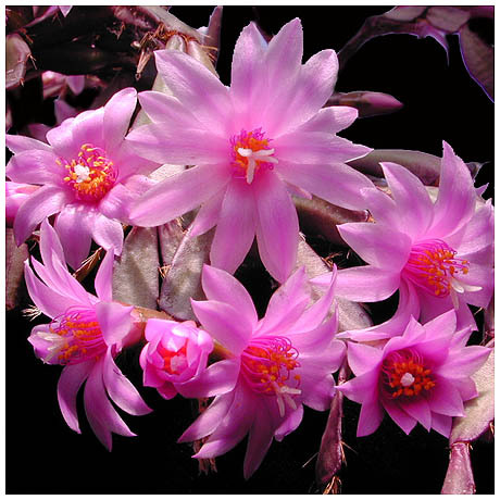 380_rhipsalidopsis_rosea - Plante Cactaceae