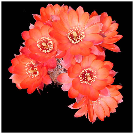 397mediolobivia_tropaeoliptica_FR1114 - Plante Cactaceae