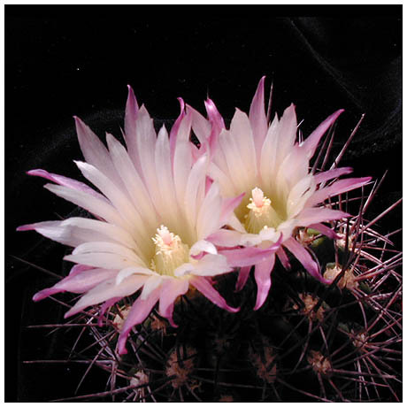 469pyrrhocactus_confinis - Plante Cactaceae