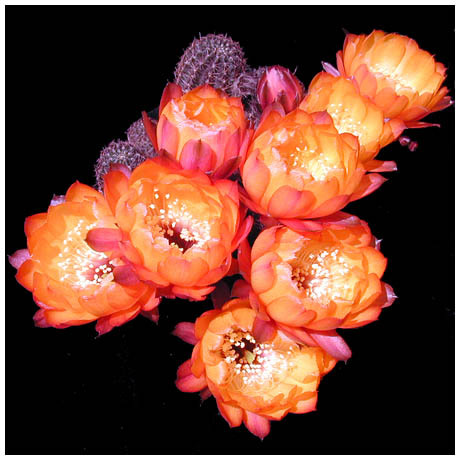 485lobivia_amblayensis - Plante Cactaceae
