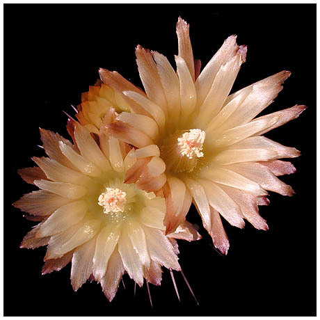 497neochilenia_simulans - Plante Cactaceae