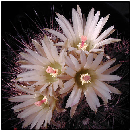 498neochilenia_sp - Plante Cactaceae