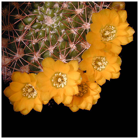 501weingartia_platygona - Plante Cactaceae