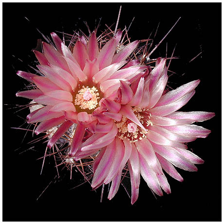 526Horridocactus_heinrichianus - Plante Cactaceae
