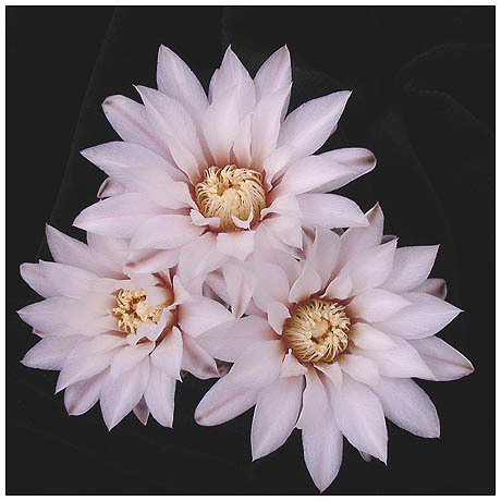 537gymnocalycium_ragonesi