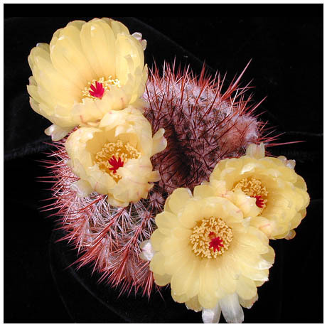 540notocactus_schlosseri