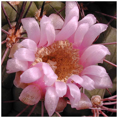 544gymnocalycium_saglione
