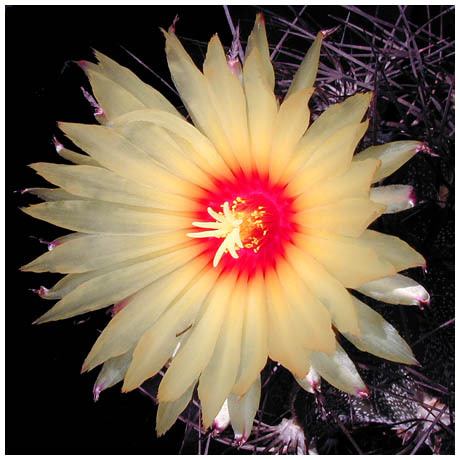 560astrophytum_myriostigma_var_quadricostata