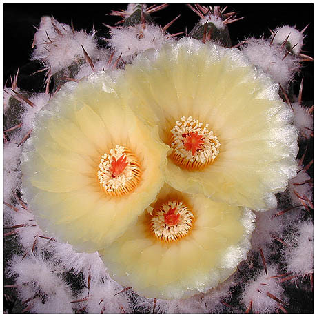 567wigginsia_erinaceus