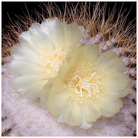 572notocactus_claviceps