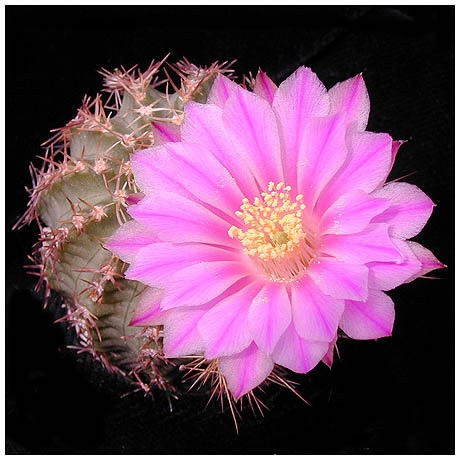 587echinocereus_pulchellus