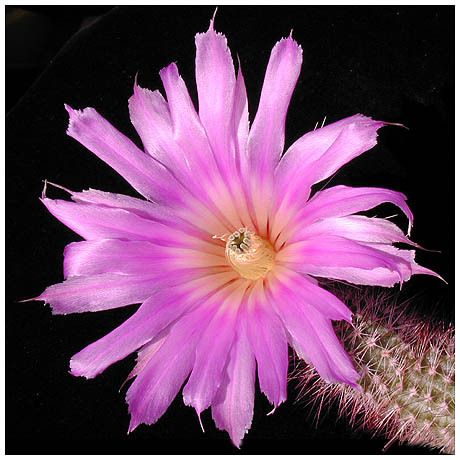612echinocereus_fobeanus