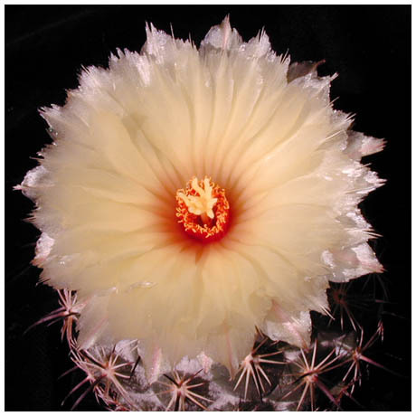 613coryphantha_palmeri
