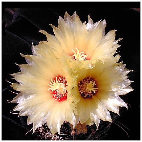 629hamatocactus_orcuttii