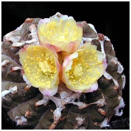 630copiapoa_hypogaea