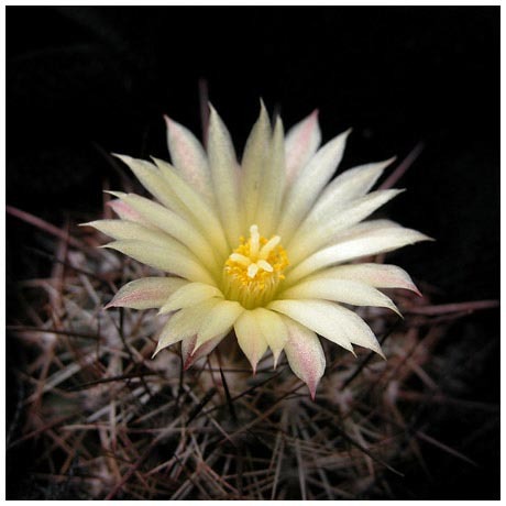 1116coryphantha_delaetiana