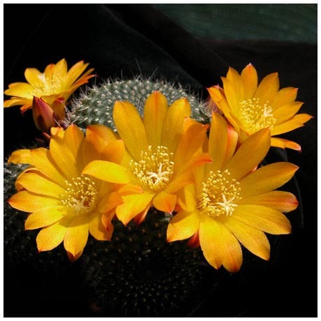 1176rebutia_marsoneri