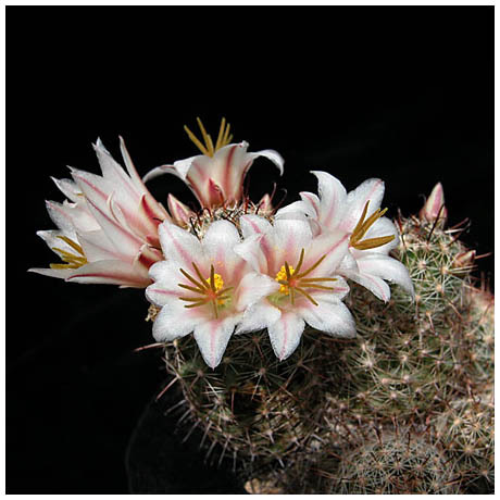 1450mammillaria_louisae - Plante Cactaceae