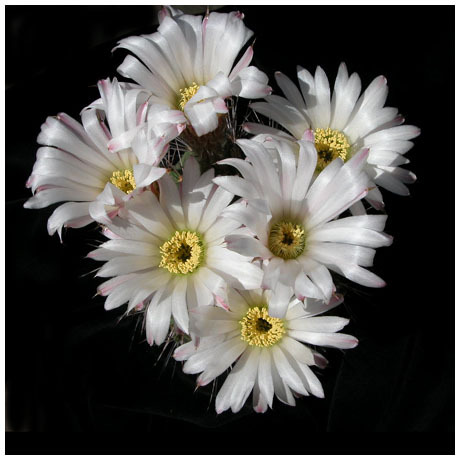 1514acanthocalycium_klimpelianum
