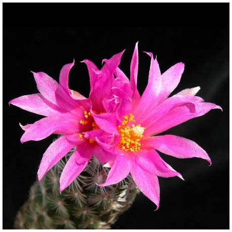 1521neolloy_grandfl - Plante Cactaceae