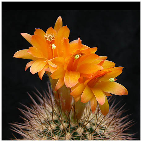 1525arequip_soehrns - Plante Cactaceae