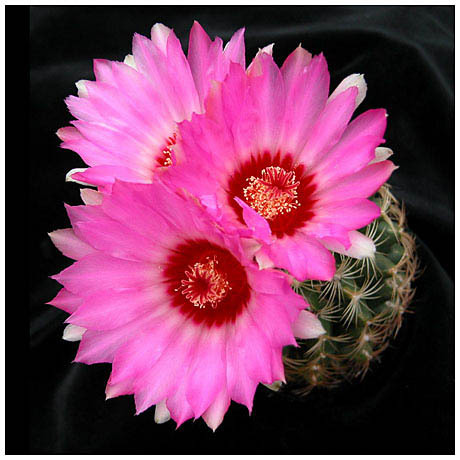 1535thelocactus_schwarzii - Plante Cactaceae