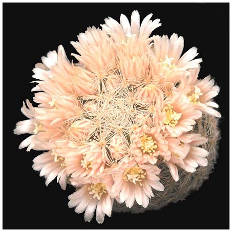 1609mammillaria_magallanii - Plante Cactaceae