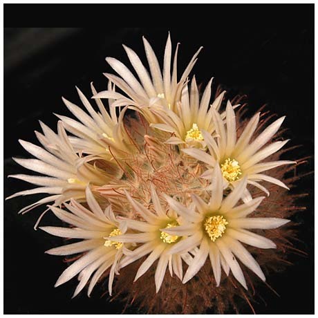 1616mammillaria_pennispinosa