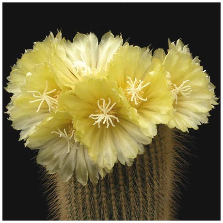 1794eriocactus_leninghausii - Plante Cactaceae