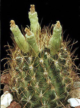Ancistrocactus-scheeri - Plante Cactaceae