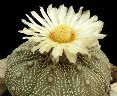 Astrophytum-asterias - Plante Cactaceae