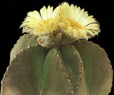Astrophytum-myriostigma-v-nudum