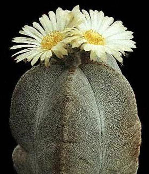 Astrophytum-myriostigma-v-potosinum - Plante Cactaceae