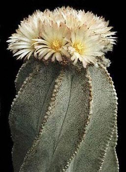 Astrophytum-myriostigma-v-tulense