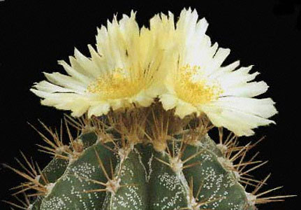 Astrophytum-ornatum-2
