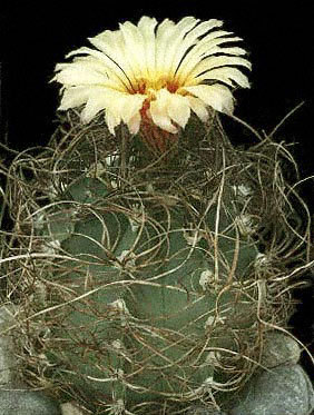 Astrophytum-senile