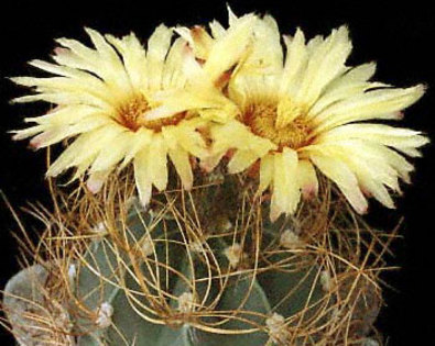 Astrophytum-senile-v-aureum - Plante Cactaceae
